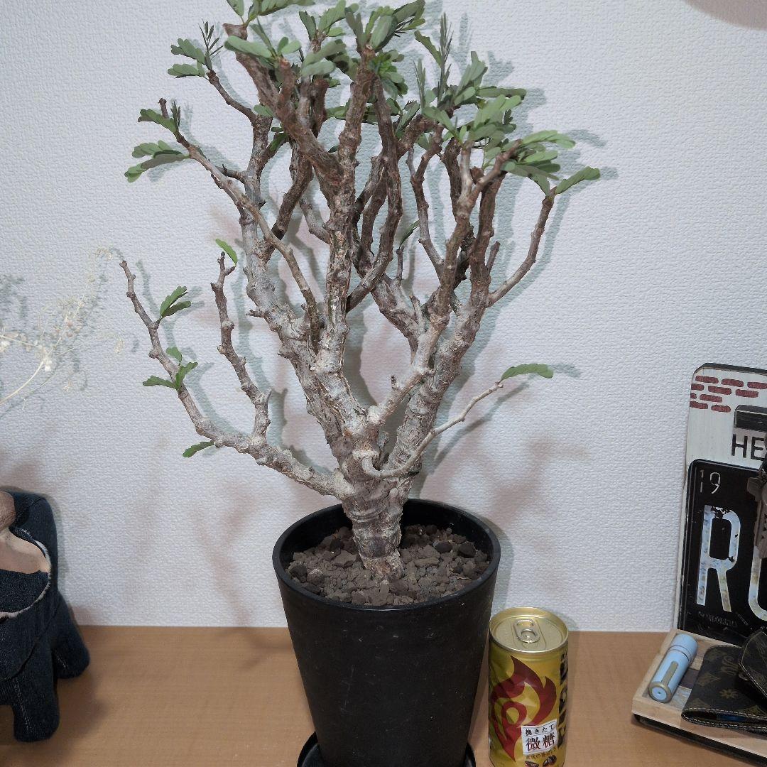 センナ　メリディオナリス　大株 （鉢付き)