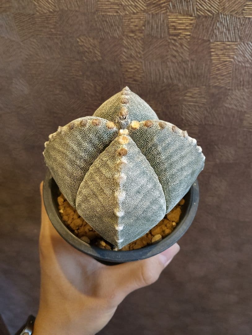 希少 アストロフィツム 肋骨 ゼブラ ランポー