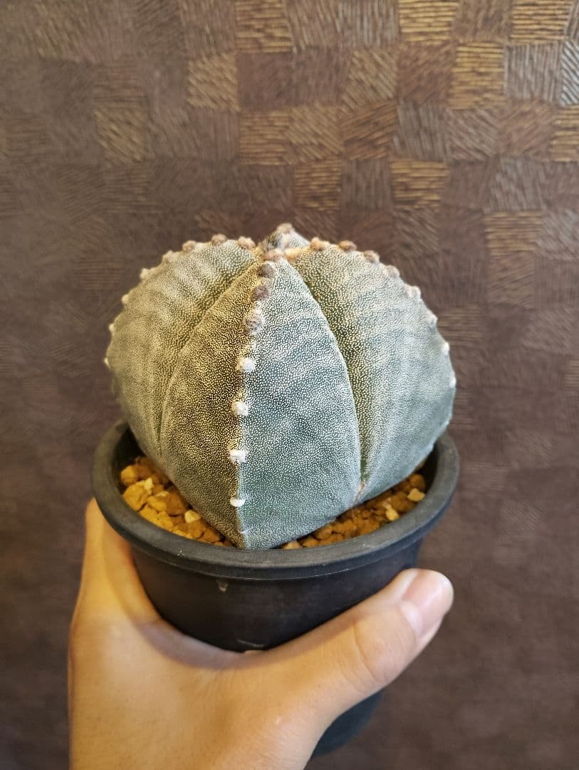 希少 アストロフィツム 肋骨 ゼブラ ランポー