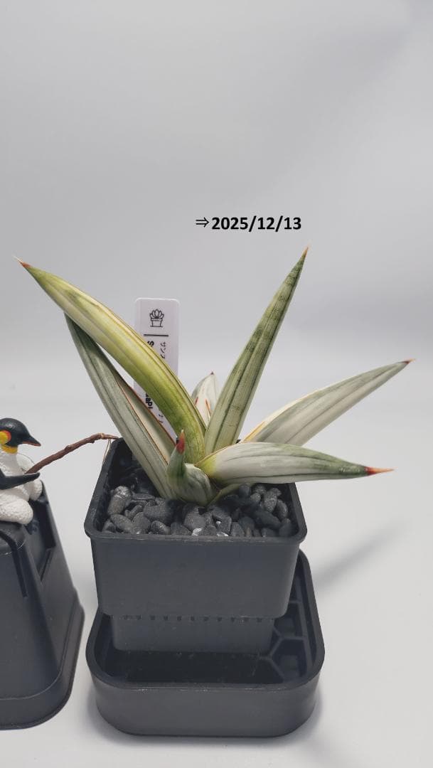 サンスベリア ベラ プラチナム ホワイト