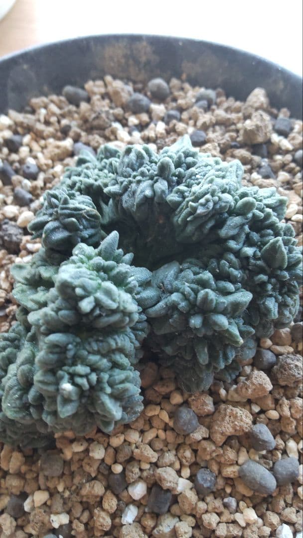 アリオカルプス 青磁モンスト 多肉植物