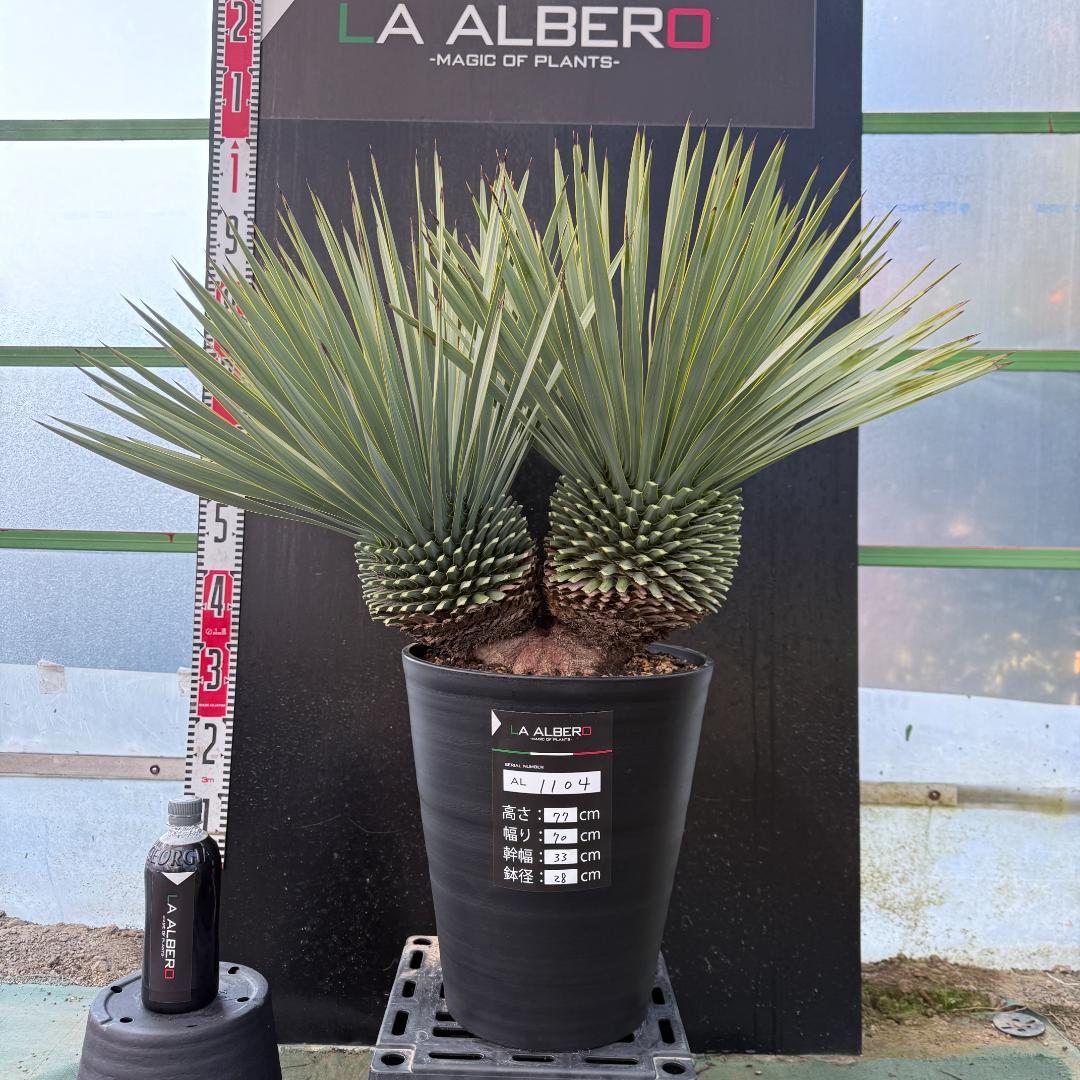 【AL1104】ユッカ　ロストラータ　超希少バランスのいいダブルヘッド