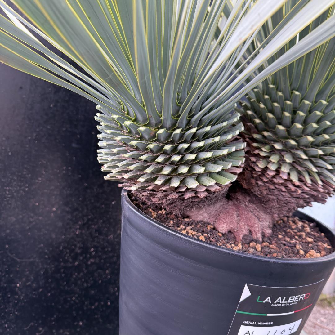 【AL1104】ユッカ　ロストラータ　超希少バランスのいいダブルヘッド