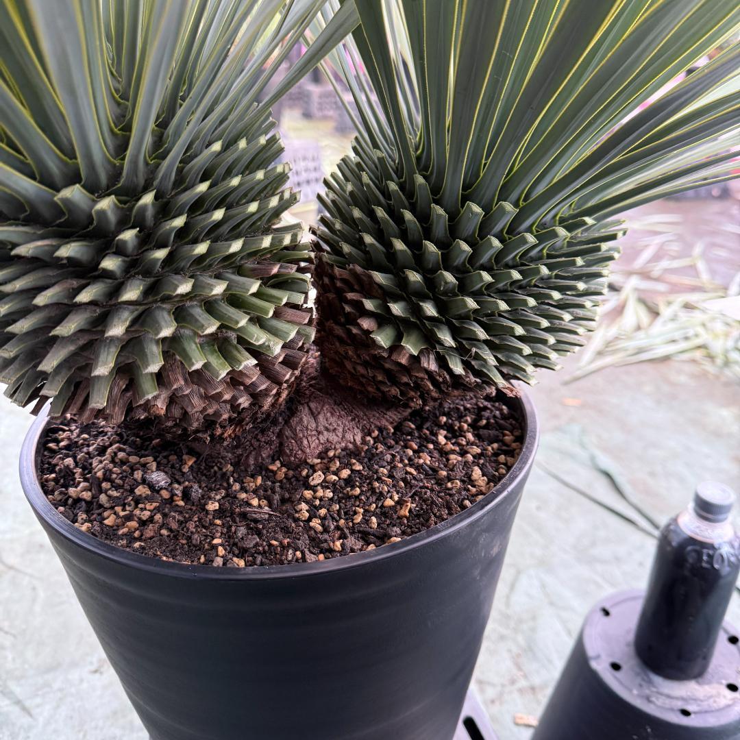 【AL1104】ユッカ　ロストラータ　超希少バランスのいいダブルヘッド