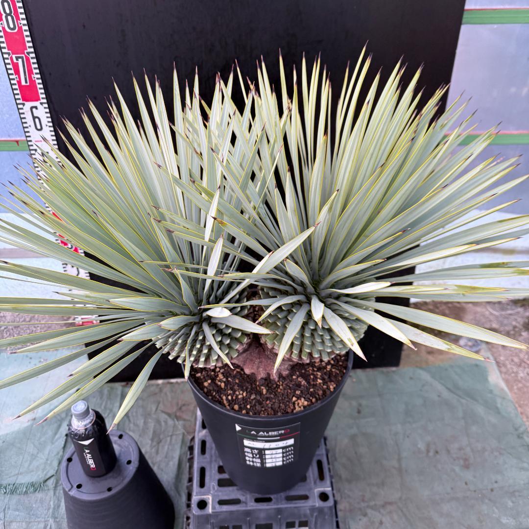 【AL1104】ユッカ　ロストラータ　超希少バランスのいいダブルヘッド