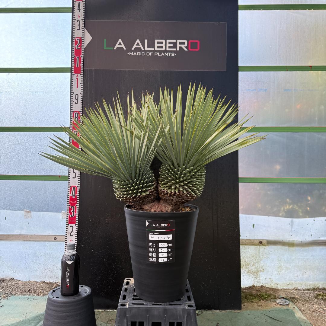 【AL1104】ユッカ　ロストラータ　超希少バランスのいいダブルヘッド