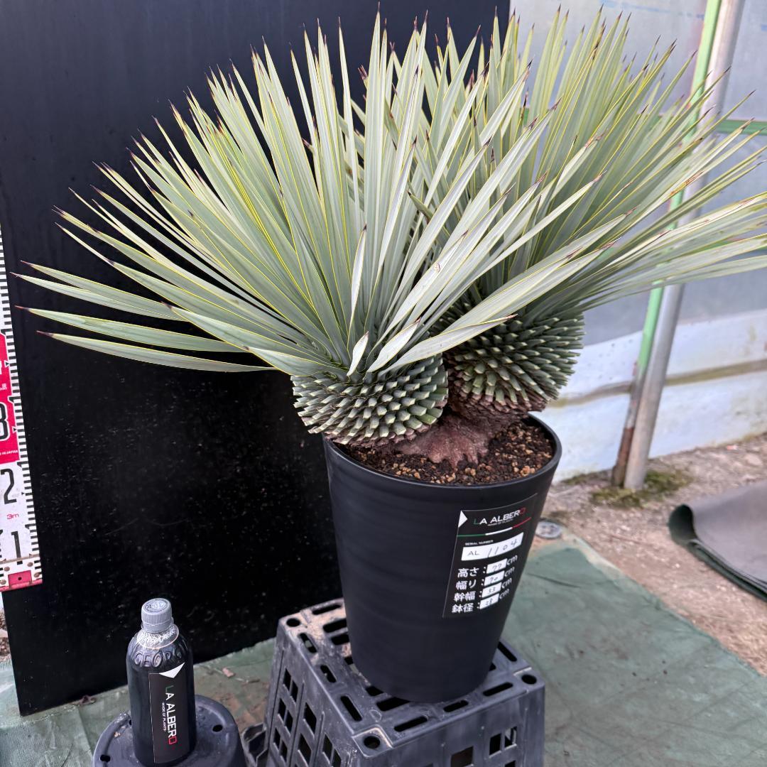 【AL1104】ユッカ　ロストラータ　超希少バランスのいいダブルヘッド