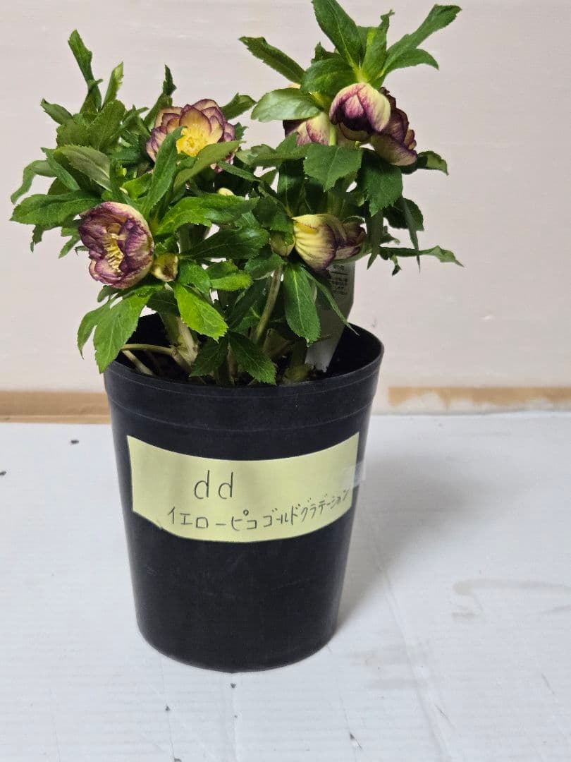 ☆クリスマスローズ☆ダブル　イエローピコゴールドグラデーション☆6号鉢☆