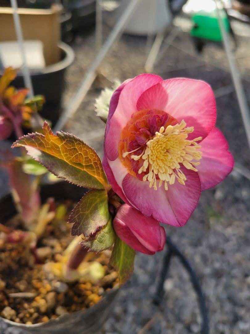 ピンクゴールドセミダブル クリスマスローズ　加藤農園