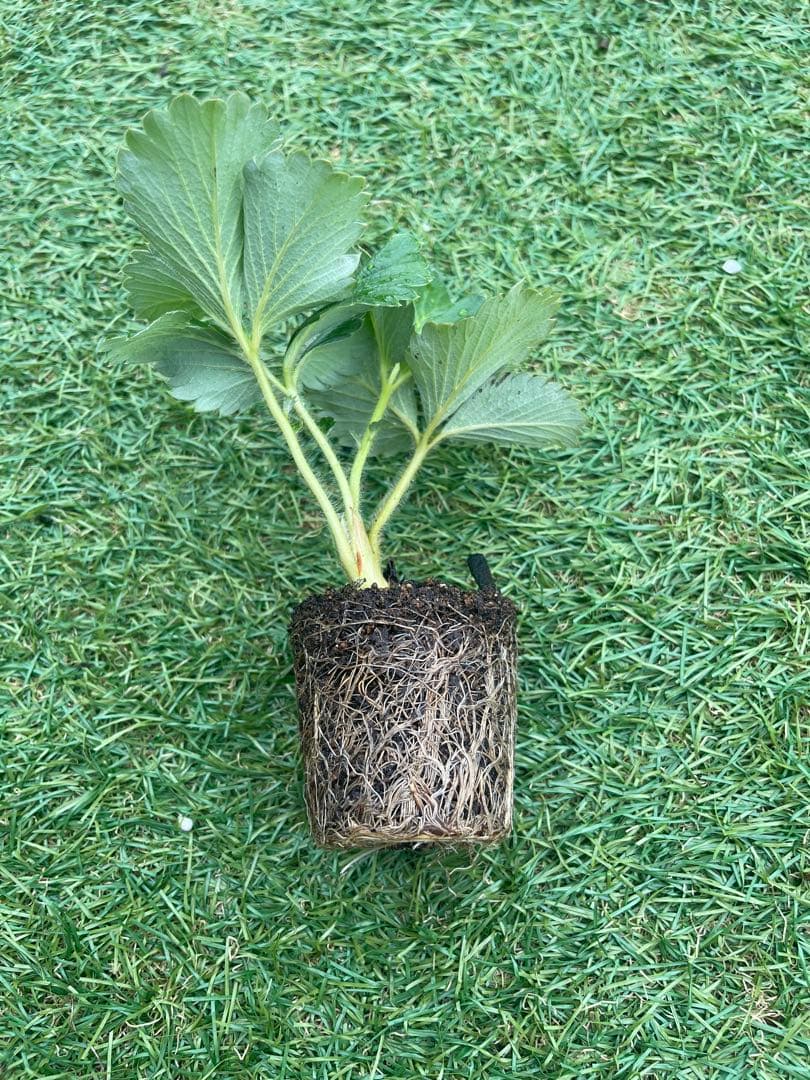 農家直送　とちおとめ　大粒いちご苗　30株セット