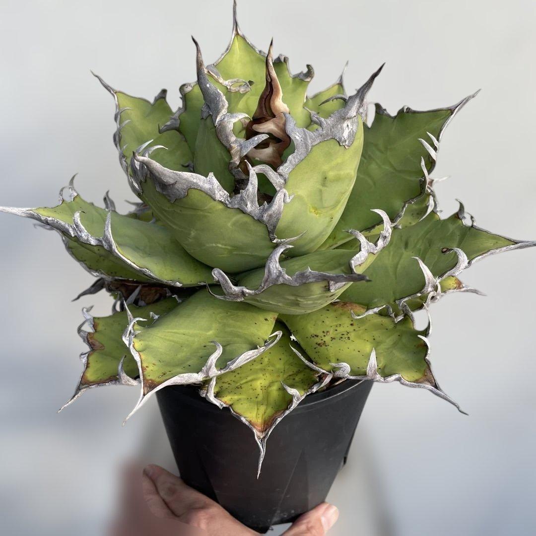 アガベ　チタノタ　シーザー　大株