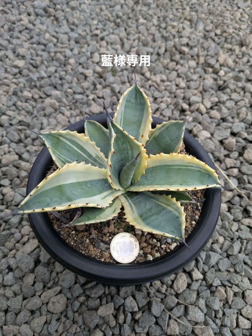 アガベ　リップルエフェクト子株