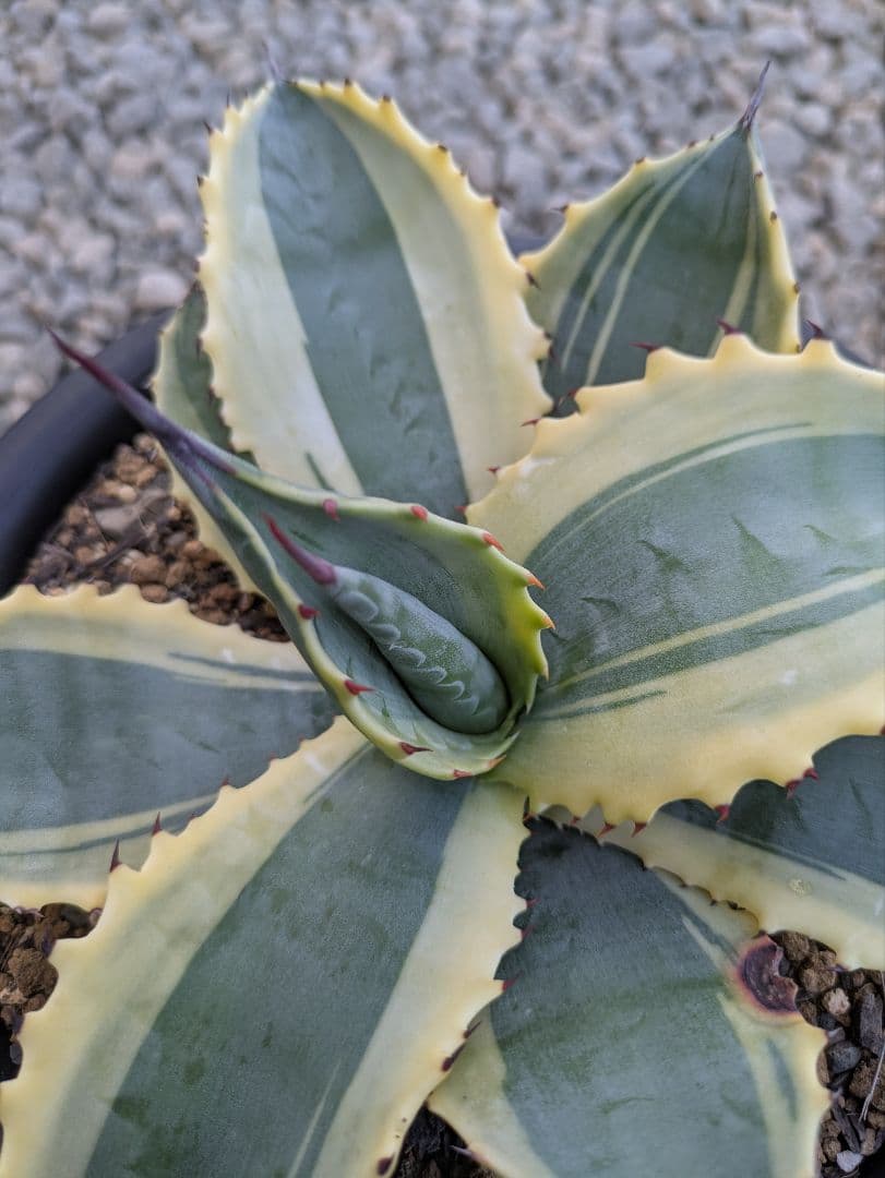 アガベ　リップルエフェクト子株