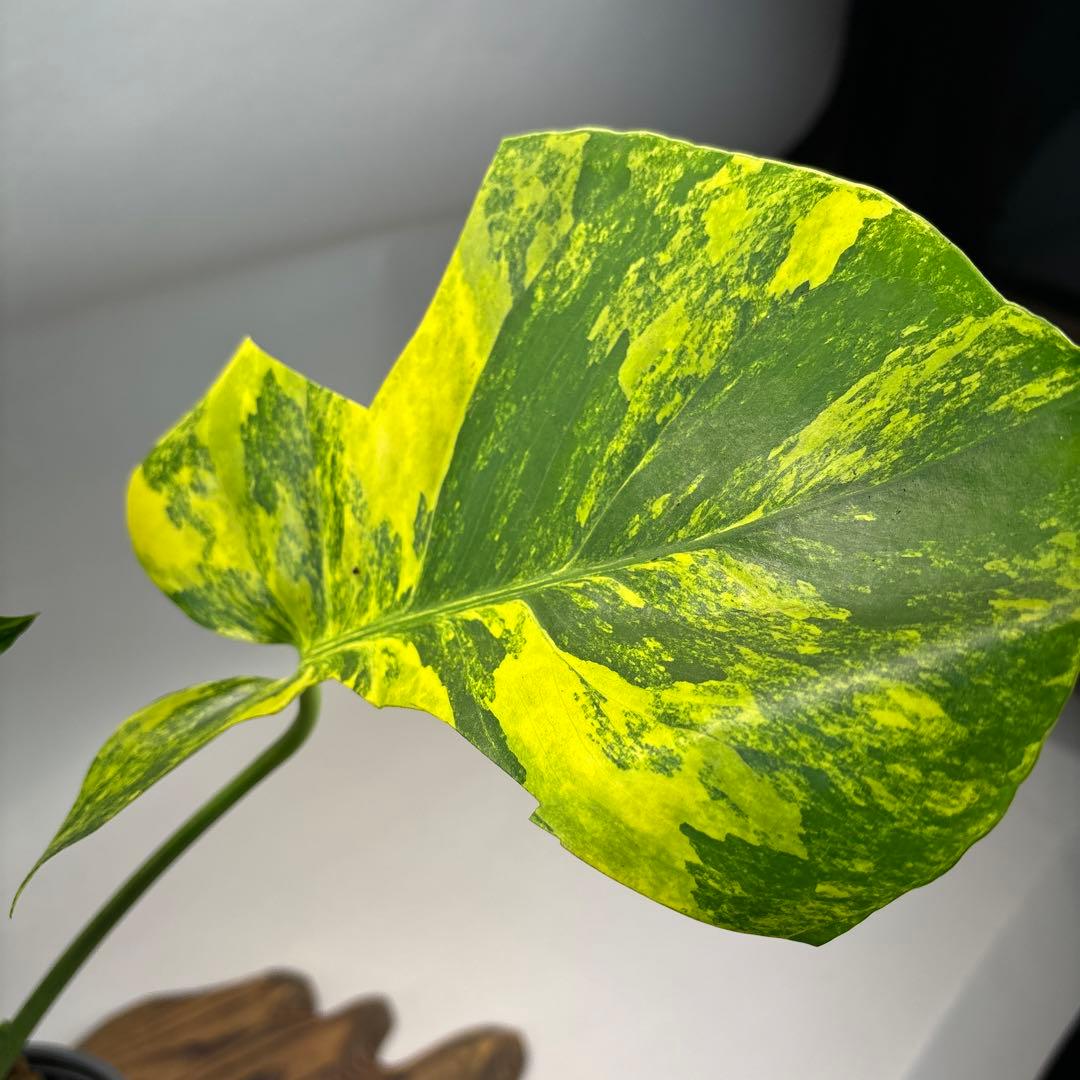 k*s様 モンステラデリシオーサ イエローマリリン　lsw307