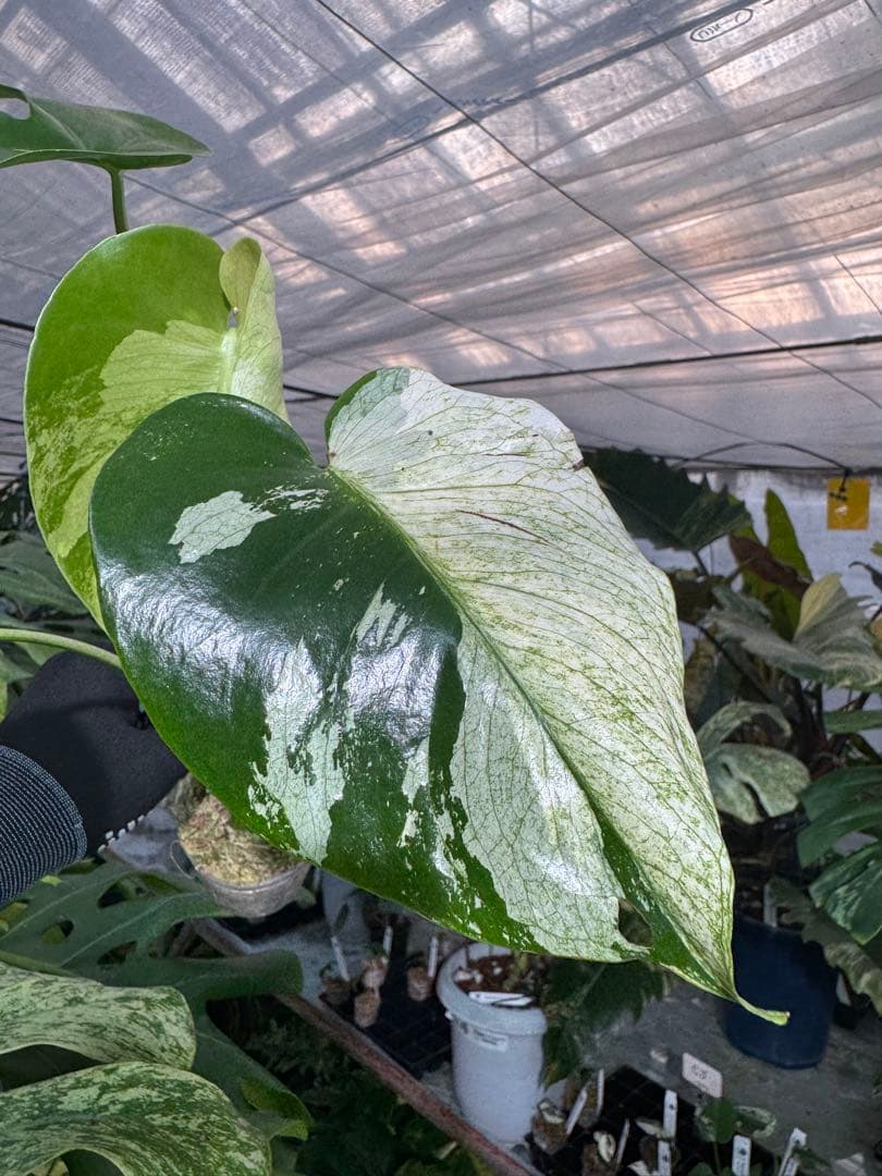 T2 モンステラ　デリシオーサ　ミント　トリカラー