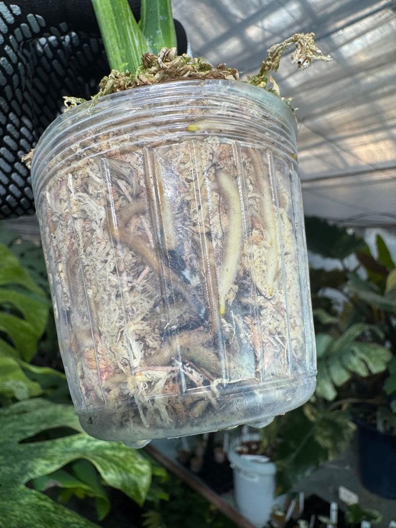 T2 モンステラ　デリシオーサ　ミント　トリカラー