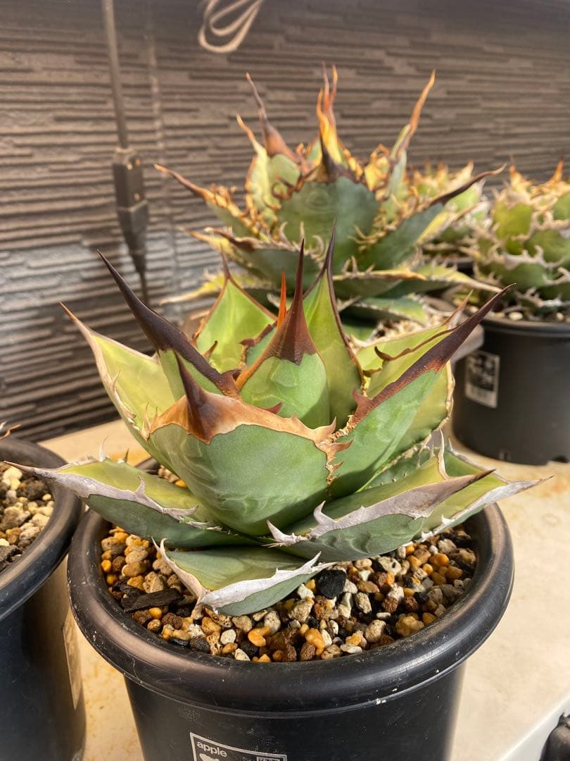 アガベ　オテロイ　実生