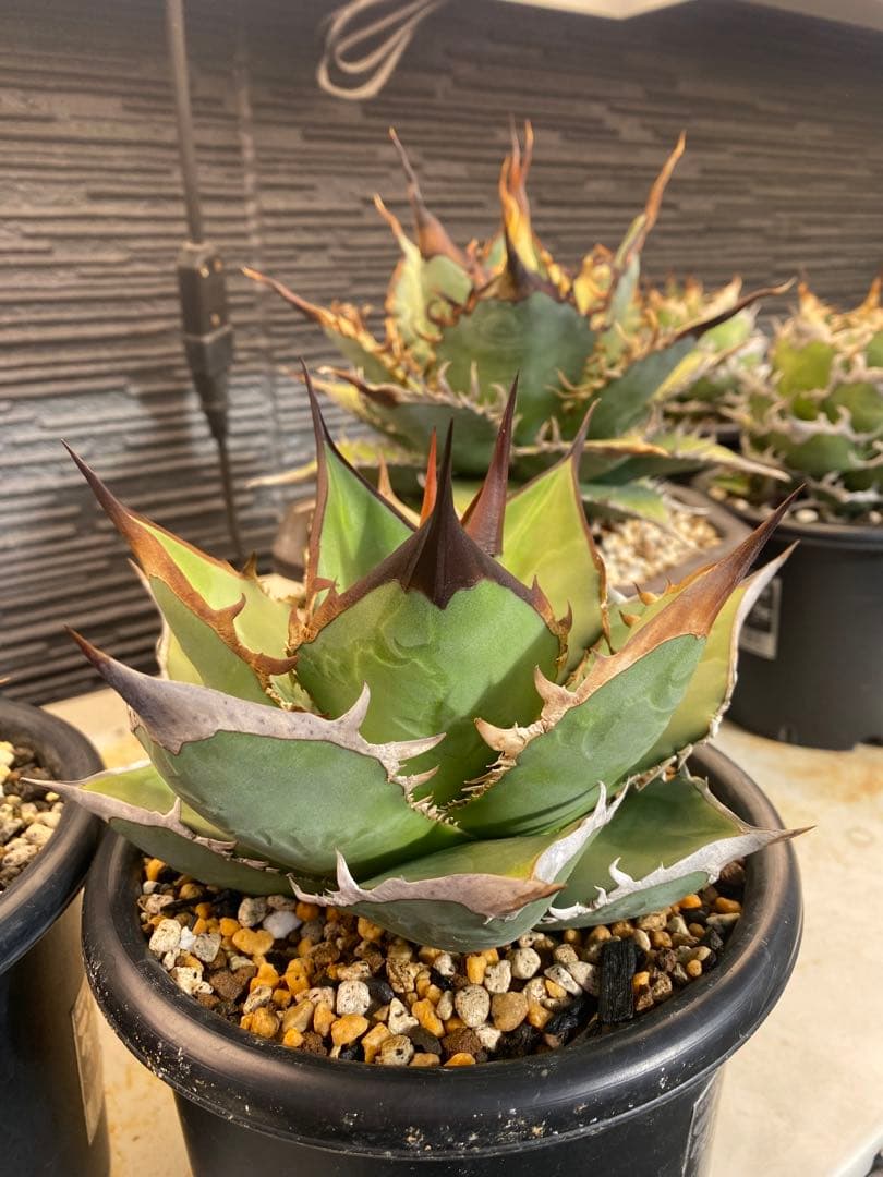 アガベ　オテロイ　実生