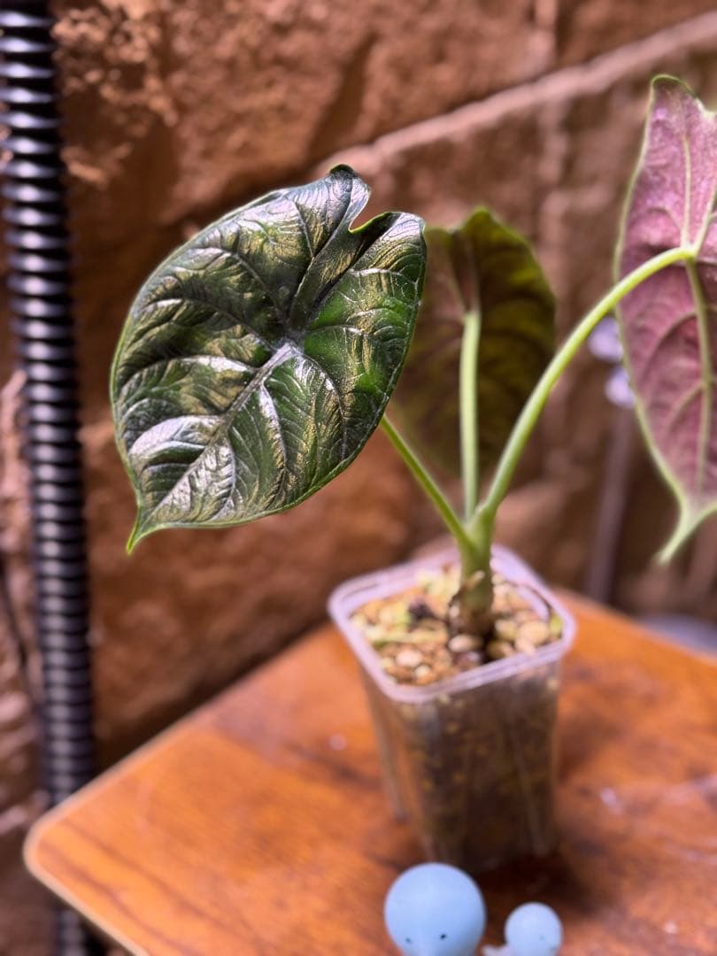 アロカシア　グリーンユニコーン