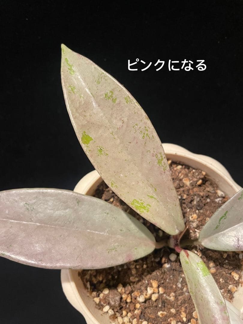 セール　全斑入り　珍種ホヤ　プビカリクス ピンクシルバーゴースト　サクララン