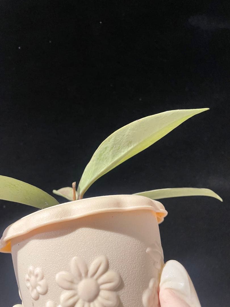 セール　全斑入り　珍種ホヤ　プビカリクス ピンクシルバーゴースト　サクララン