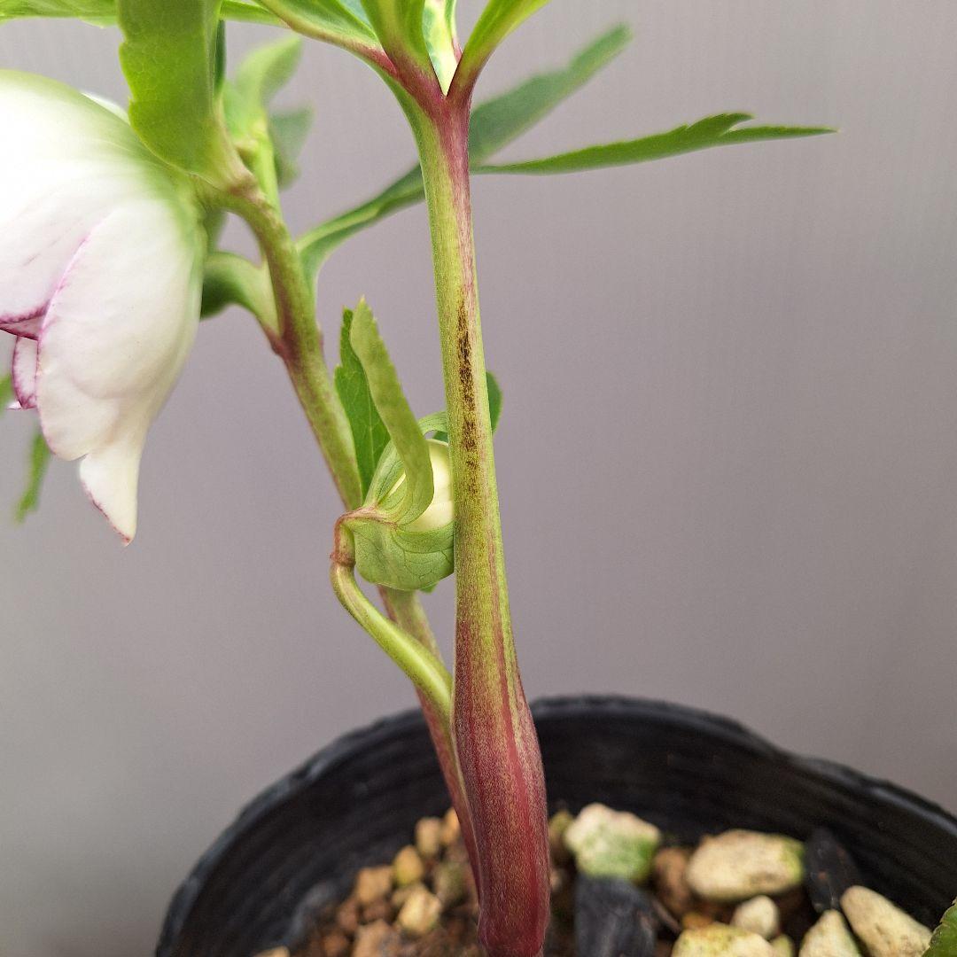 まや 26-4 クリスマスローズ 3ポットセット