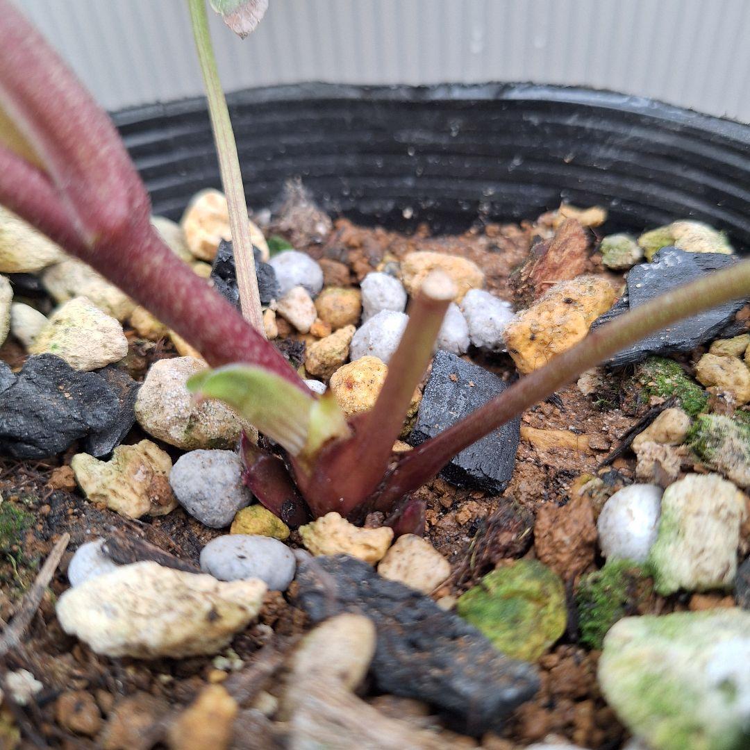 まや 26-4 クリスマスローズ 3ポットセット