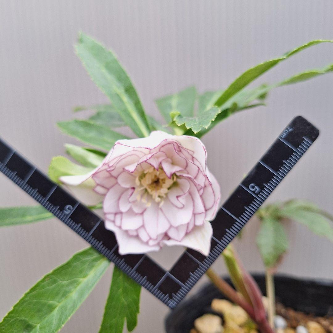 まや 26-4 クリスマスローズ 3ポットセット