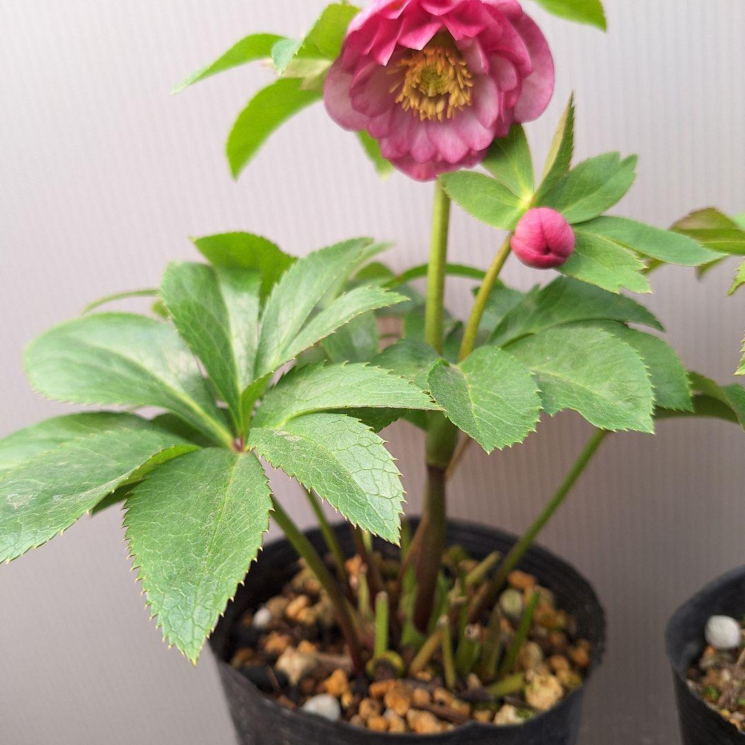 まや 26-4 クリスマスローズ 3ポットセット