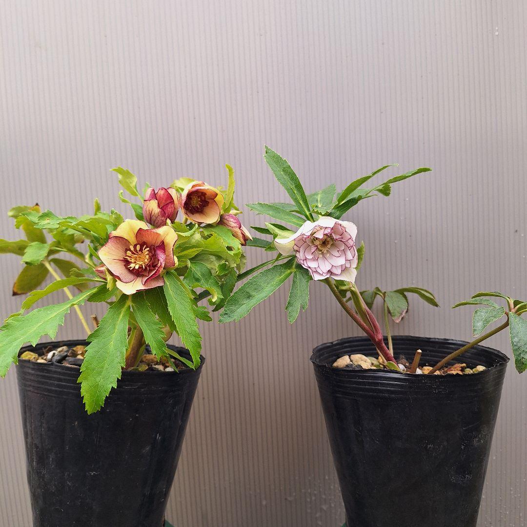 まや 26-4 クリスマスローズ 3ポットセット