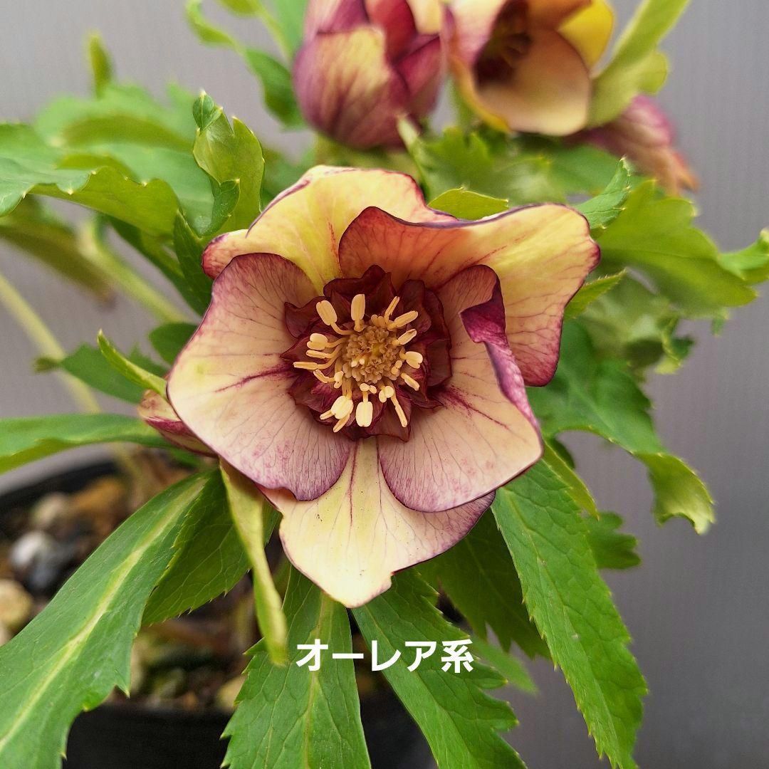 まや 26-4 クリスマスローズ 3ポットセット