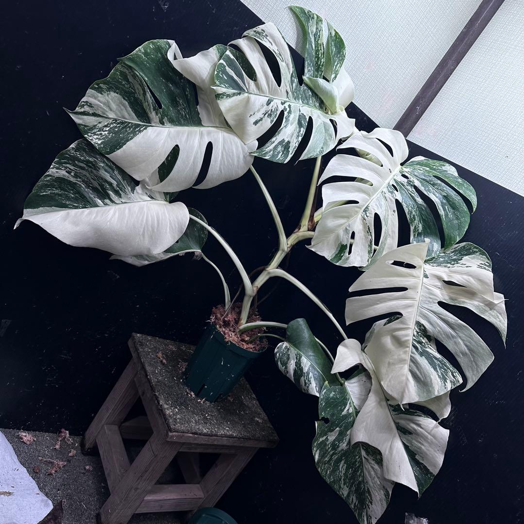 d*0様 斑入りモンステラ ホワイトタイガー極美大株69cm白斑多