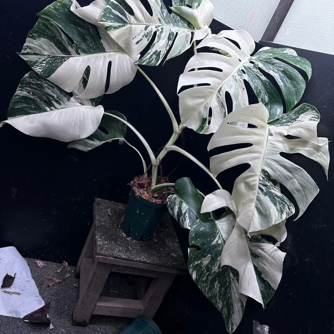 d*0様 斑入りモンステラ ホワイトタイガー極美大株69cm白斑多