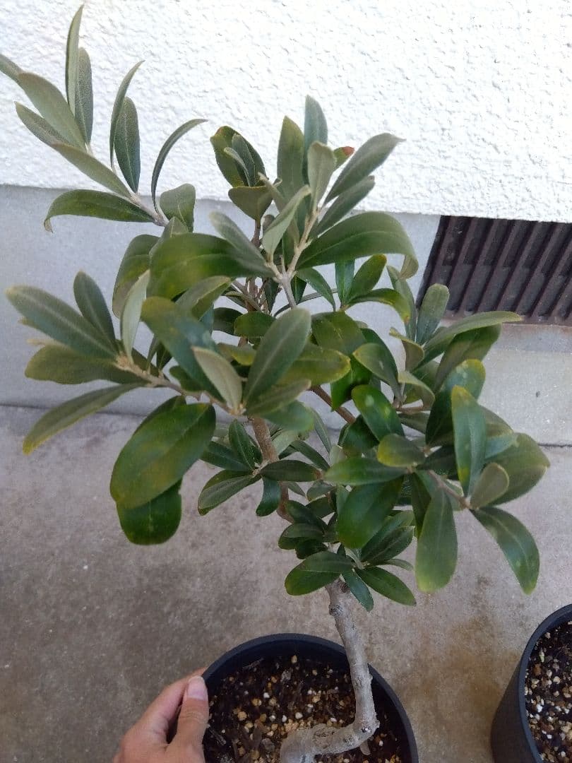 オリーブ　盆栽　6号鉢つき　3鉢セット❗　⑧