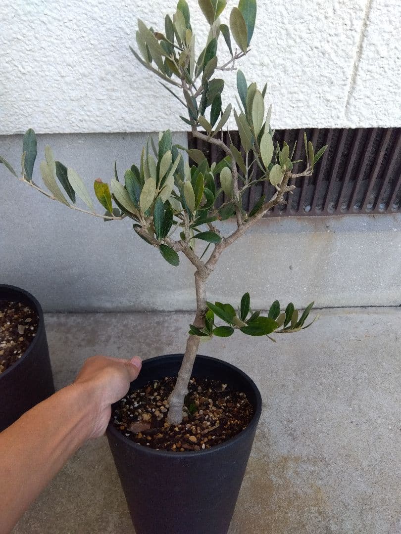 オリーブ　盆栽　6号鉢つき　3鉢セット❗　⑧