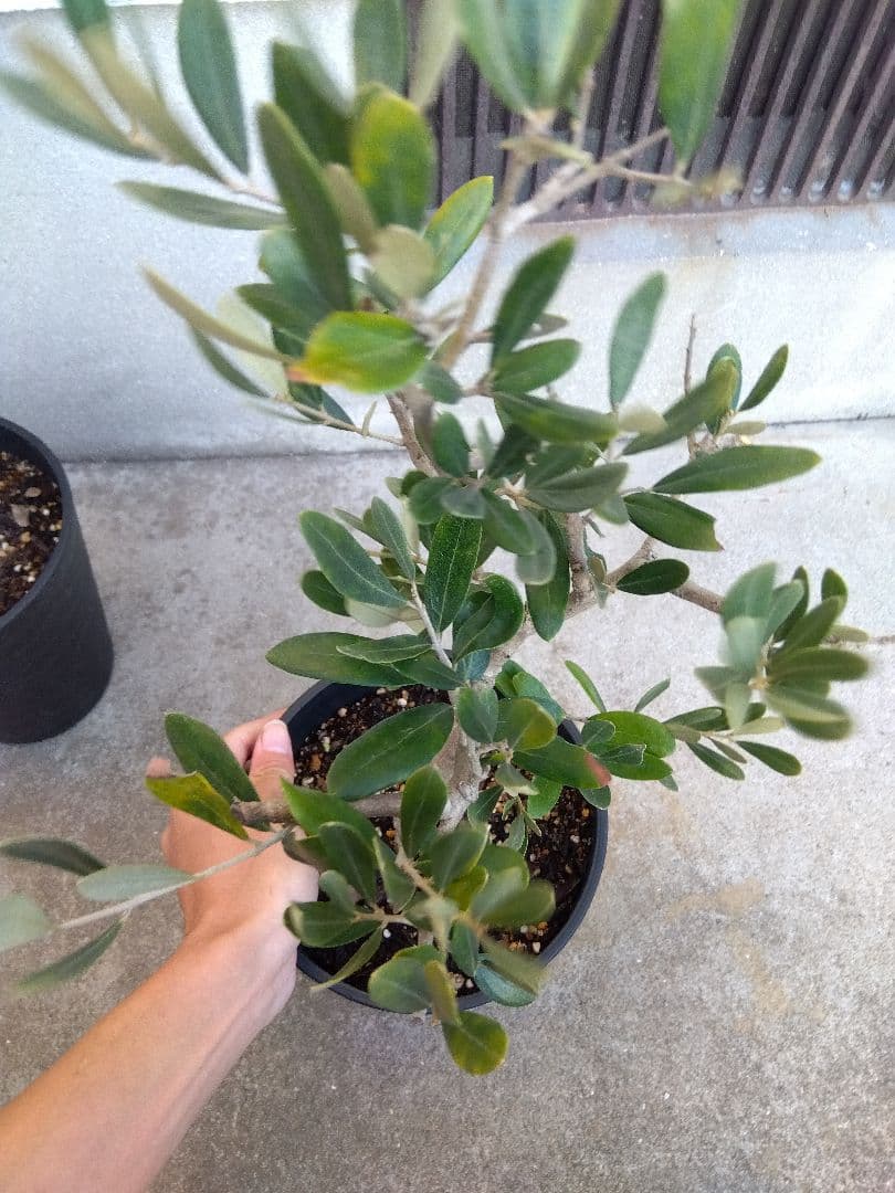 オリーブ　盆栽　6号鉢つき　3鉢セット❗　⑧