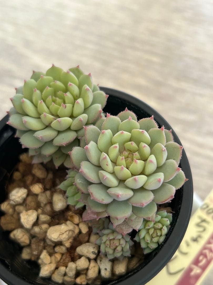 がーべら様メルカリ便ちょこん チェリーボンボン