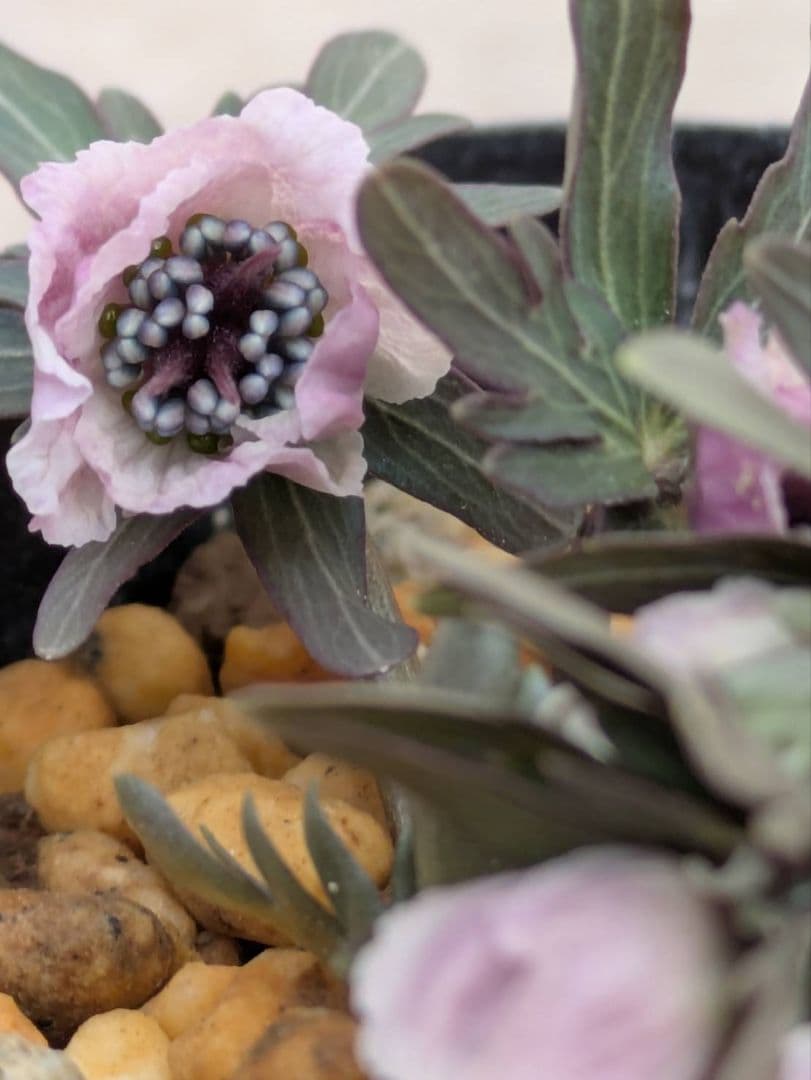 B.セツブンソウ　赤花　6花