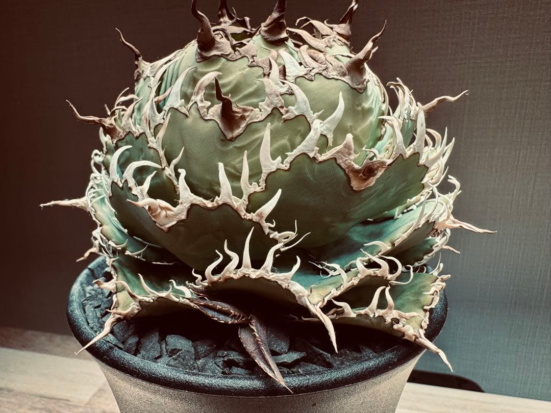 【大株】アガベ　チタノタ　フィリグリー