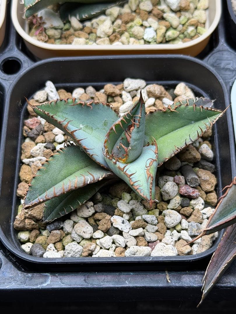 アガベ　オテロイ　実生