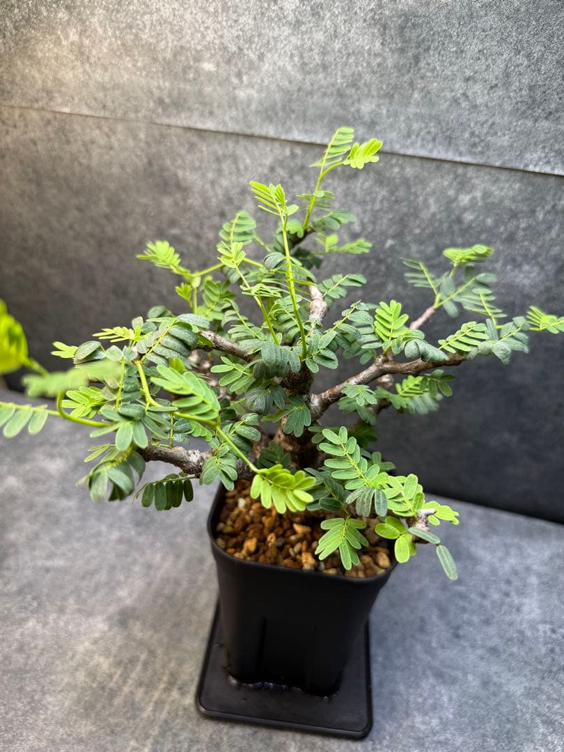 センナ　メリディオナリス　海外実生　発根済み　400