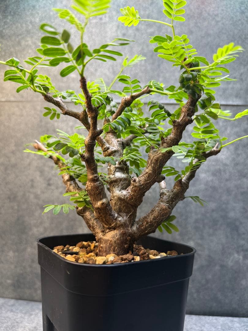 センナ　メリディオナリス　海外実生　発根済み　400