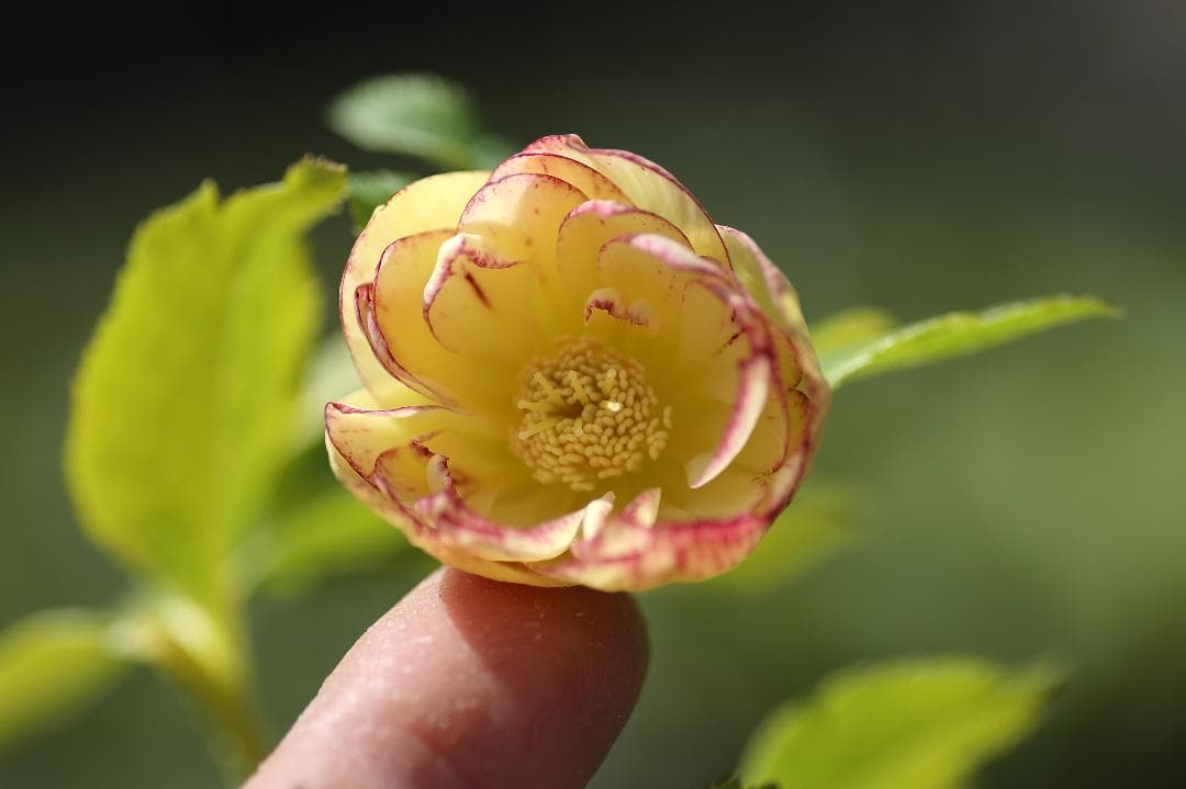 クリスマスローズ 開花実績株 小輪レインボーhyb