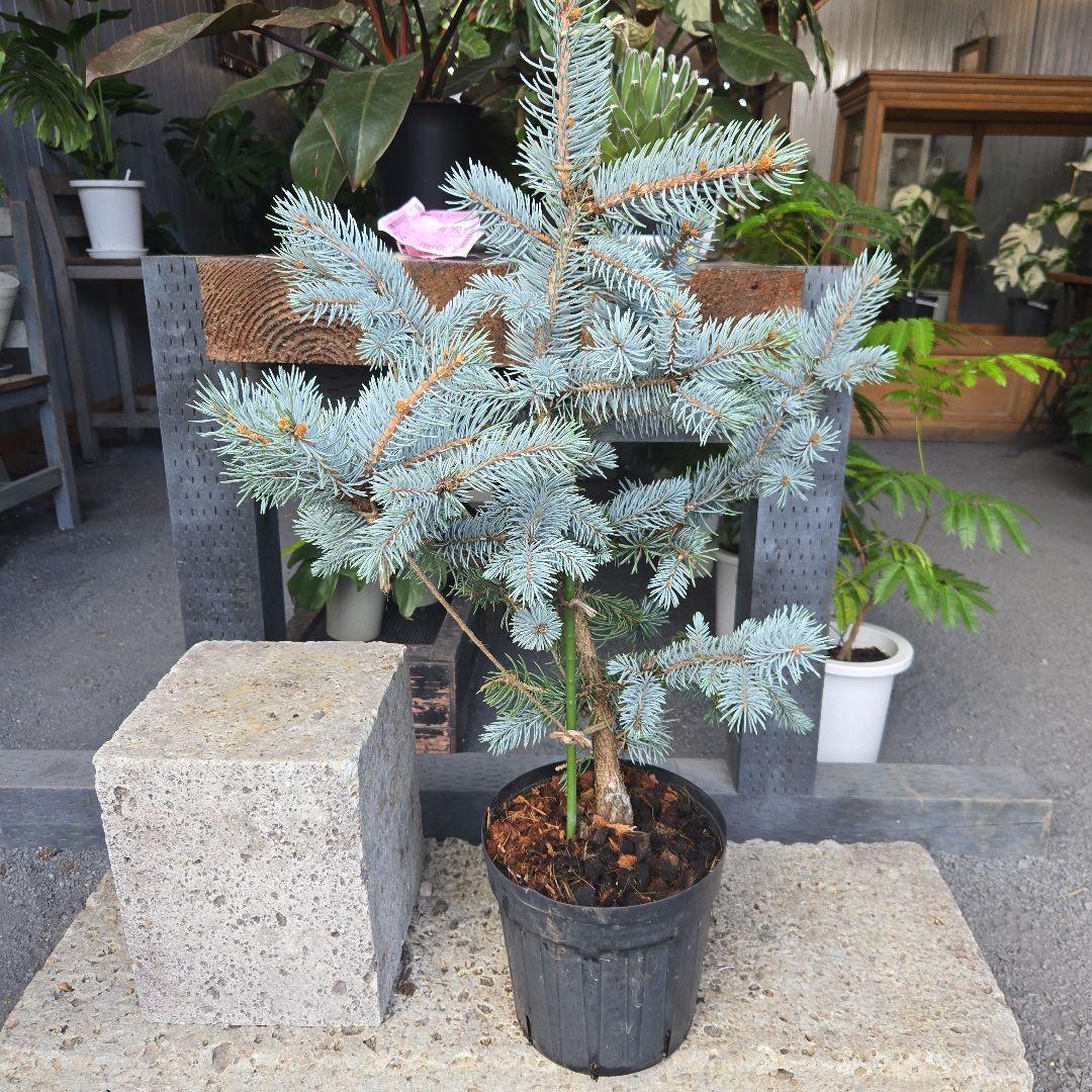 ⑨　ブンゲンス　トウヒ　ホプシー　７号　最高等級極上品‼️