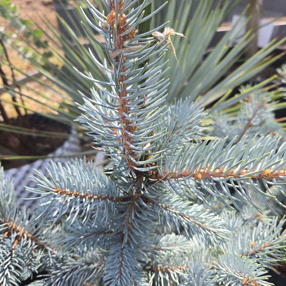 ⑨　ブンゲンス　トウヒ　ホプシー　７号　最高等級極上品‼️