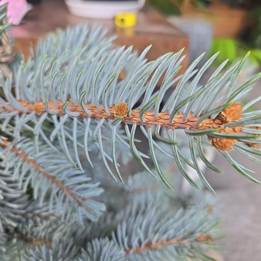 ⑨　ブンゲンス　トウヒ　ホプシー　７号　最高等級極上品‼️