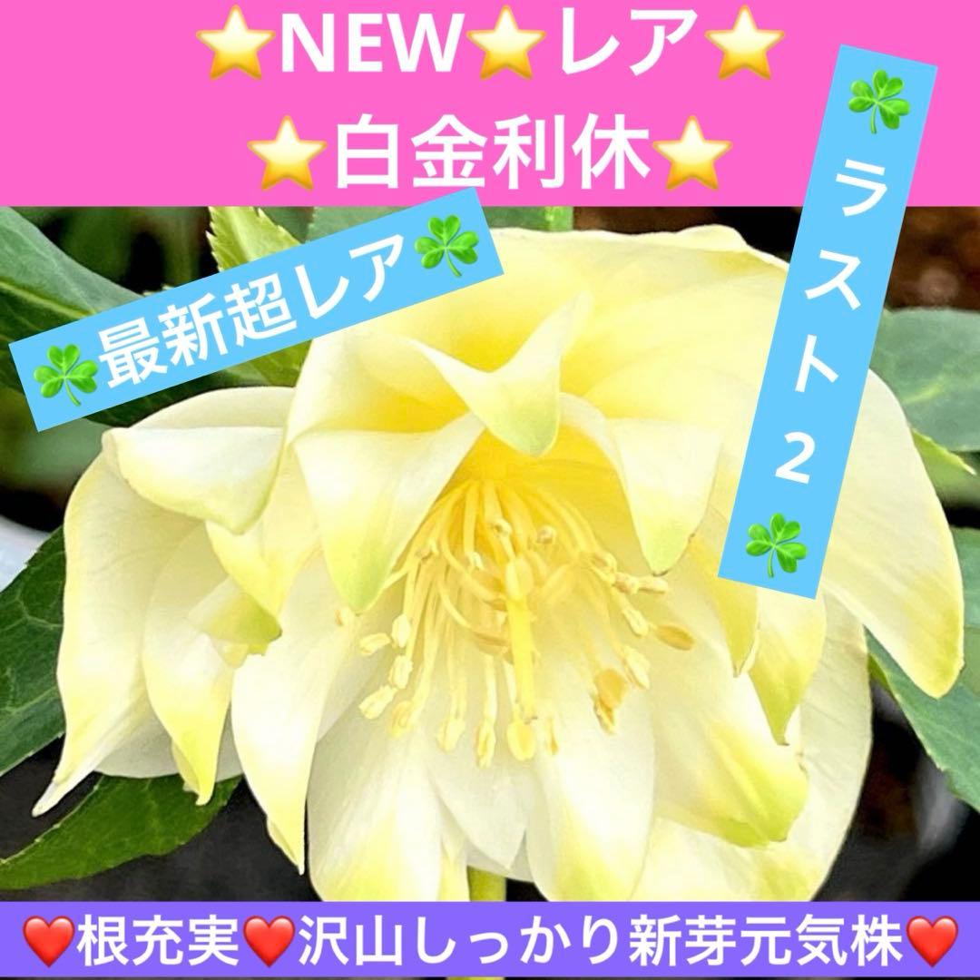バ*カ様 ☘️ラスト2☘️最新超レア☘️根充実❤️沢山新芽元気株❤️3231⭐️