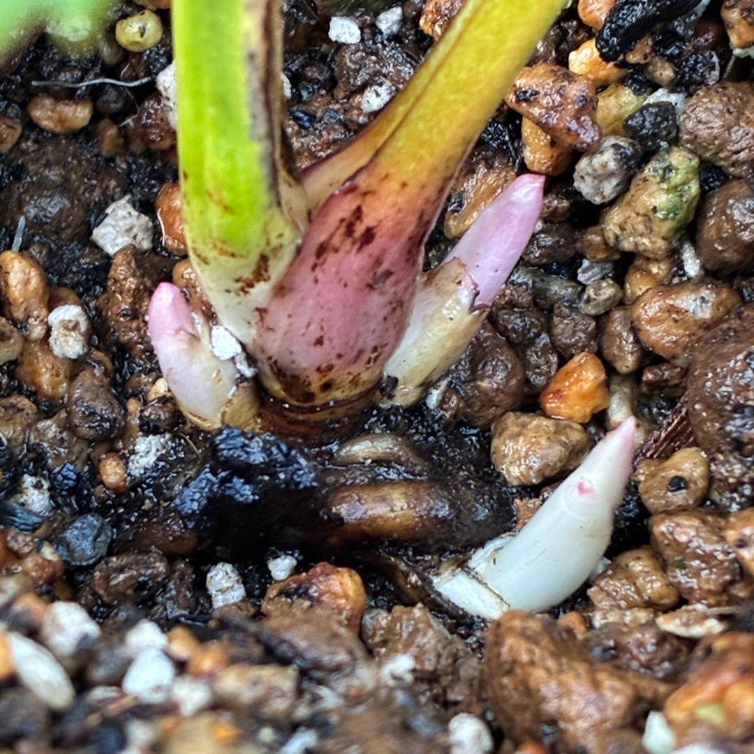 バ*カ様 ☘️ラスト2☘️最新超レア☘️根充実❤️沢山新芽元気株❤️3231⭐️