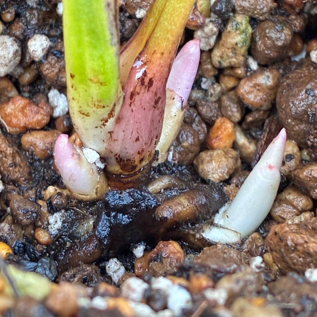 バ*カ様 ☘️ラスト2☘️最新超レア☘️根充実❤️沢山新芽元気株❤️3231⭐️