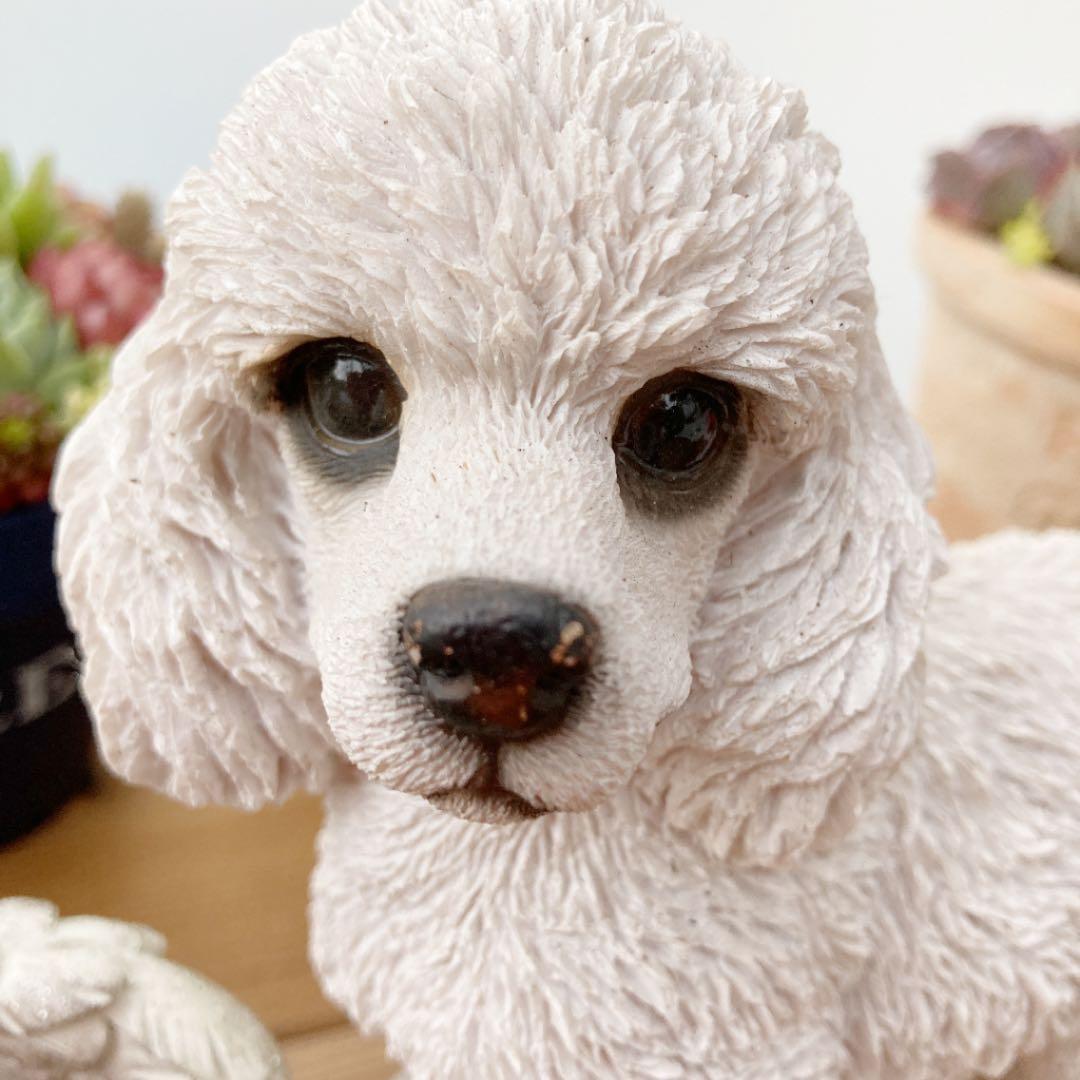 多肉植物　寄せ植え（エンジェル.ウイング鉢♪プードル付き）